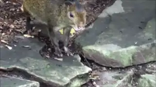 Ménagerie du jardin des plantes Paris/France
