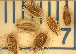 Fruits de Carotte (Daucus carota).