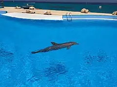 Dauphin au delphinarium.