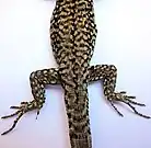 Pattes postérieures, vue d’ensemble par en dessus.