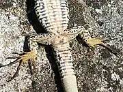 Pattes postérieures, vue d’ensemble par en dessous. À noter : la naissance de sa queue régénérée.