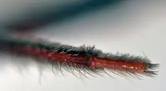 Détail d'une patte (sur cadavre)