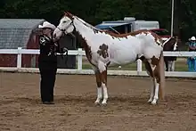 Cheval tovero, avec des traits phénotypiques d'overo et de balzan.