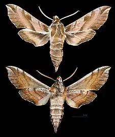 Deilephila askoldensis - Muséum de Toulouse