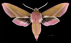 Avers du mâle(coll.MHNT)