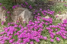Delosperma cooperi au Jardin botanique de Lyon