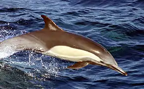 Delphinus capensis.