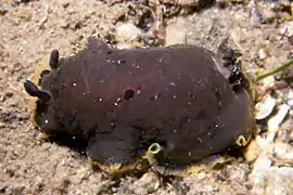 Dendrodoris limbata