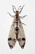 Dendroleon pantherinus (Neuroptera).