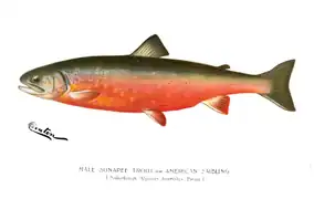 Dessin naturaliste (Denton, 1897)