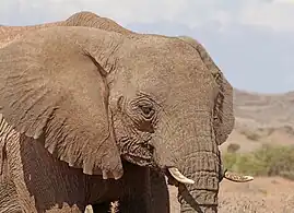 Femelle, détail de la tête.