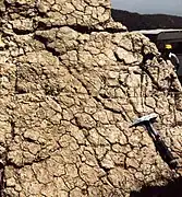 Fentes de dessication à la surface d'une séquence métrique émersive de comblement, Lias moyen du Haut Atlas, Maroc.