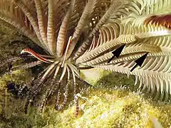 Articulations (et symbiotes)