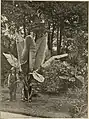 Photographie d'un bananier parue en 1901 dans Die Gartenwelt.