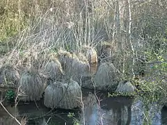 Les Fontaines du Betrot : un endroit marécageux
