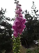 Digitale pourpreDigitalis purpurea.