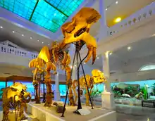 Squelette du D. giganteum de Mânzaţi au Musée d'histoire naturelle de Bucarest