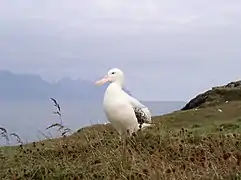 Un albatros sur l'île de la Possession dans les Crozet.
