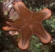 Diplodontias dilatatus