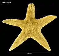 Dipsacaster magnificus