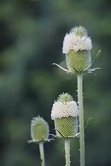 Dipsacus sativus en fleurs. Photographiée dans l’Ain en juillet 2016.