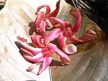 Fleurs de Dipterocarpus baudii