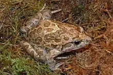 Photo d'un Discoglosse peint vu de dessus avec ses motifs caractéristiques, posé dans une litière de mousse.