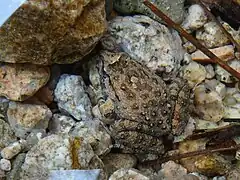 Adulte plus clair posé sur des galets au fond d'un cours d'eau.