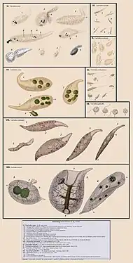 Diverses espèces de Trachelius(d'après Ehrenberg 1838)