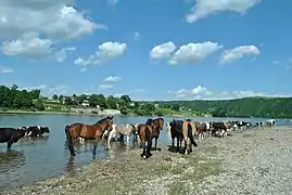 Chevaux, réserve naturelle,
