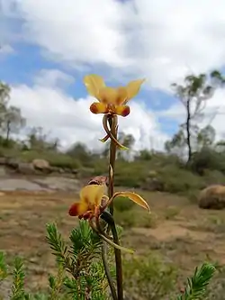 Diuris longifolia