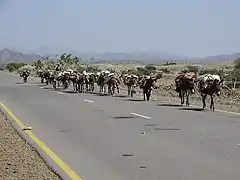 Ânes transportant des plaques de sels prélevés sur le Lac Karoum