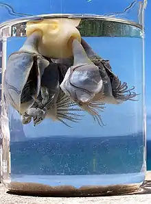 L'anatife Dosima fascicularis sécrète un flotteur