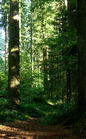 Douglas plantés à la fin du XIXe&nbsp;siècle en Corrèze, France.