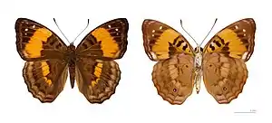 Doxocopa agathina agathina - ♀ Muséum de Toulouse