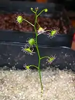 Drosera menziesii