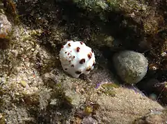 Une coquille vide et usée de Drupa albolabris