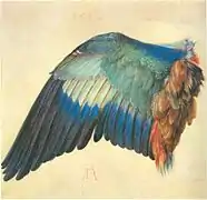 Albrecht Dürer, Aile de « Corneille Bleue »