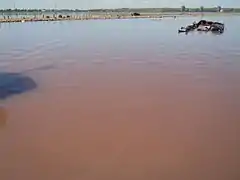 Bloom de Dunaliella salina à l'estuaire de Kuyalnik&nbsp;(en), en Crimée.