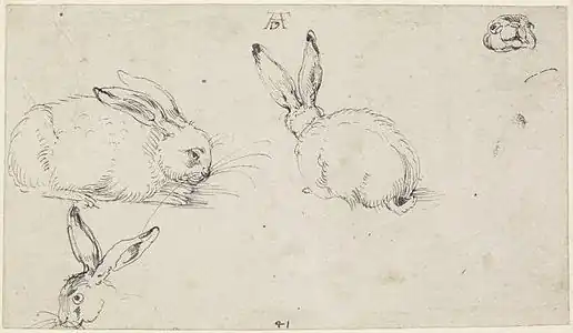 Étude de lièvres, vers 1503, 126 × 220 mm, crayon et encre noire, Londres, British Museum.