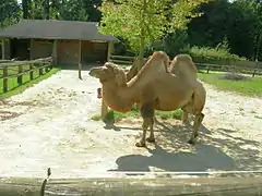 Chameau au zoo de Ljubljana