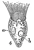Strombidium claparedei Kent, 1882alias Strobilidium gyrans Fromentel, 1874a, macronoyaub, vacuole contractile.
