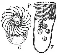Strobilidium typicump, tube oral vu à travers la couronne péristomiale de membranellae apparemment coalescente.