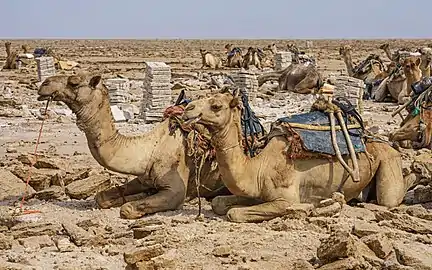 Dromadaires attendant d'être chargés au lac Karoum.