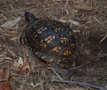 Creusement d'un trou dans le sol avec les pattes arrière.