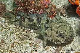 Batrachomoeus dubius.