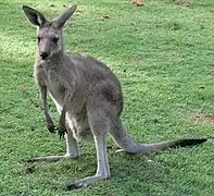 Macropus giganteus, un Diprotodontia