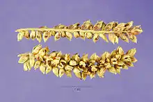 Graines d'Echinochloa pyramidalis