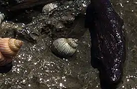 Echinolittorina millegrana