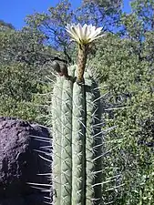 Echinopsis Chiloensis au parc national de Río Los Cipreses (es), 2009